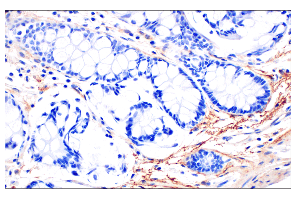 Immunohistochemistry Image 5: Neuropilin-2 (E5Q2G) Rabbit Monoclonal Antibody (BSA and Azide Free)