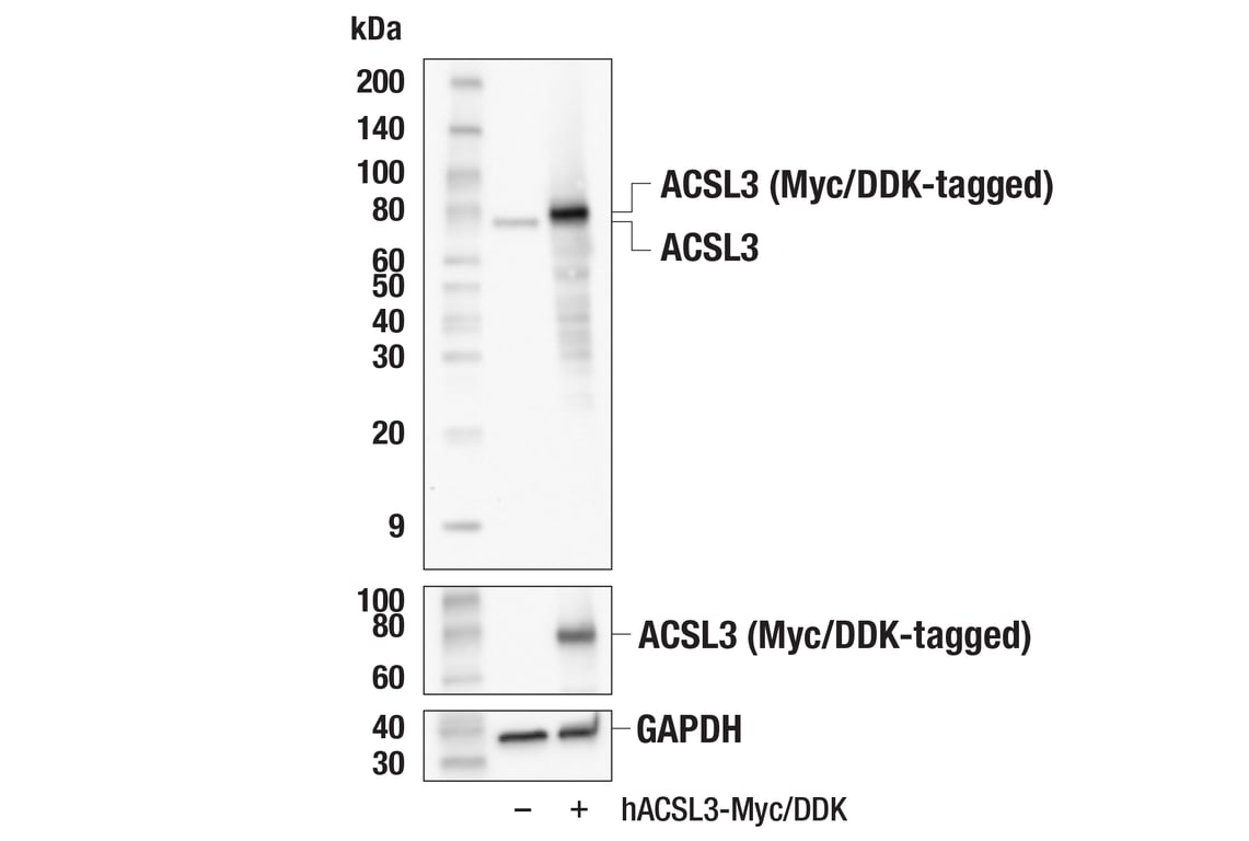 Western Blotting Image 2: ACSL3 (E2S9L) Rabbit Monoclonal Antibody