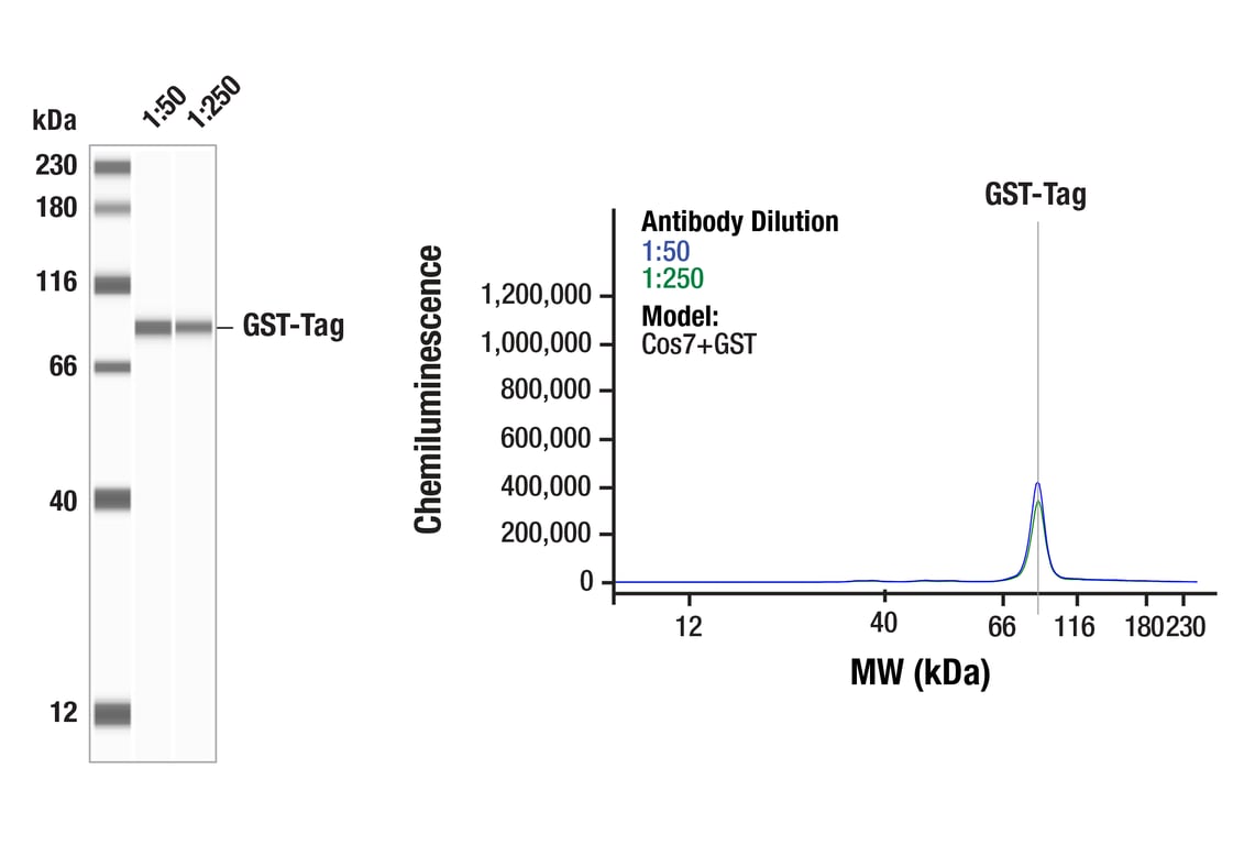 Western Blotting Image 1: GST-Tag (26H1) Mouse Monoclonal Antibody