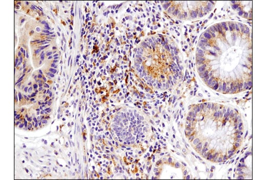 Immunohistochemistry Image 1: IGF-II Receptor/CI-M6PR (D8Z3J) Rabbit Monoclonal Antibody
