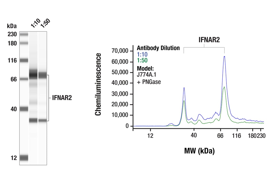Western Blotting Image 1: IFNAR2 (E7R3A) Rabbit Monoclonal Antibody
