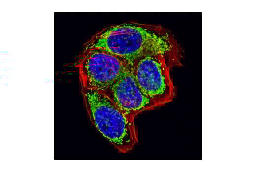Immunofluorescence Image 1: Grp75 (D13H4) Rabbit Monoclonal Antibody (BSA and Azide Free)