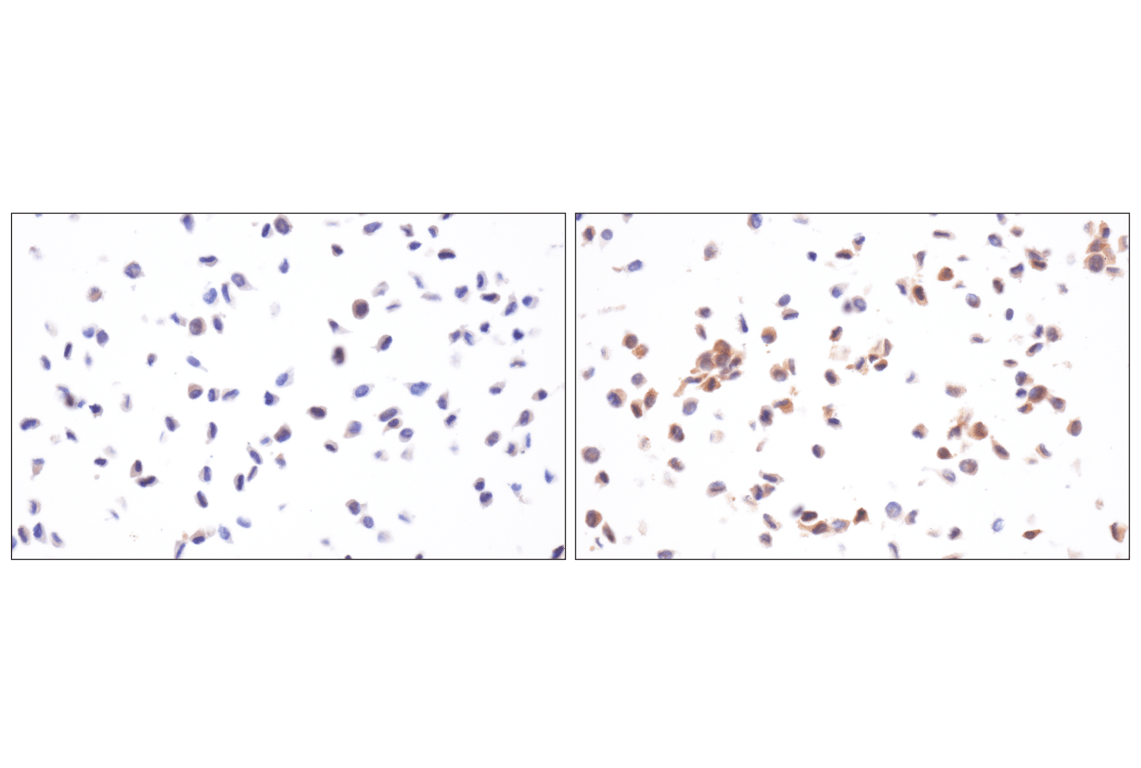 undefined Image 29: Host Cell Viral Restriction Factor Antibody Sampler Kit