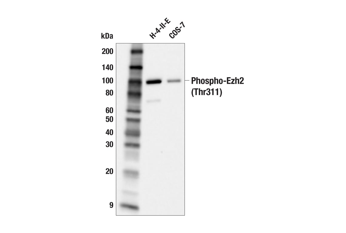 Western Blotting Image 3: Phospho-Ezh2 (Thr311) (F1K1B) Rabbit Monoclonal Antibody