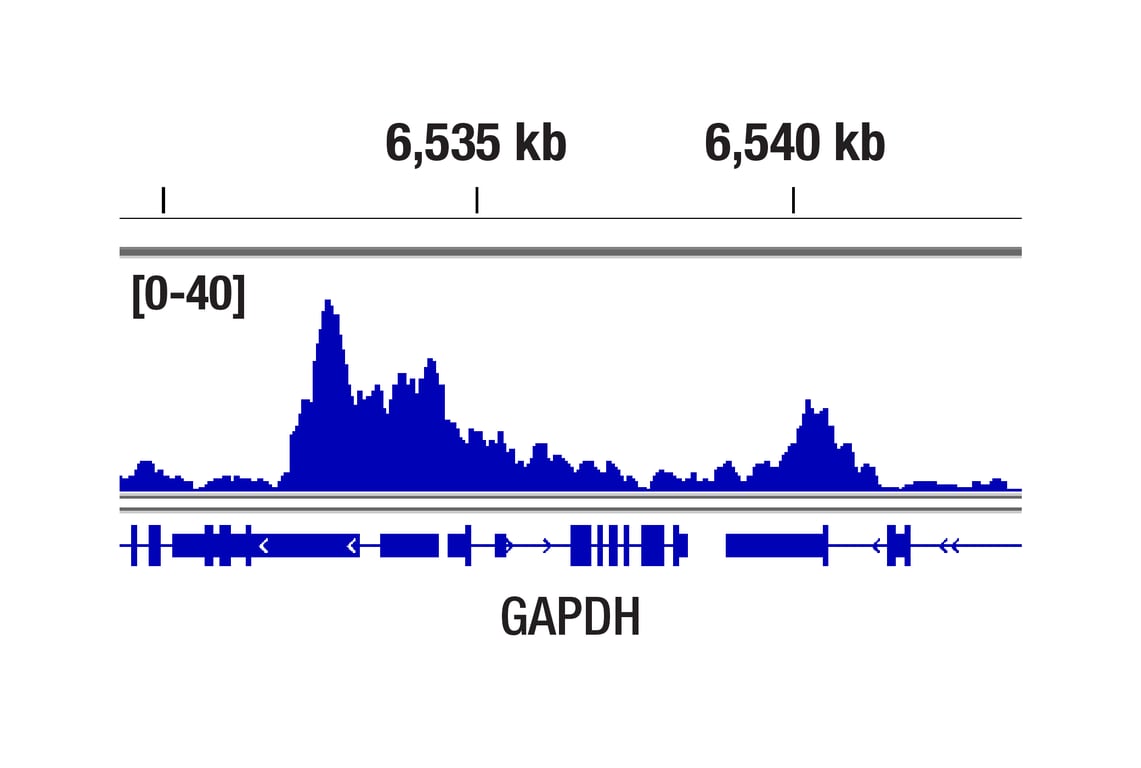 CUT & Tag Image 1: Acetyl-Histone H3 (Lys27) (D5E4) Rabbit Monoclonal Antibody