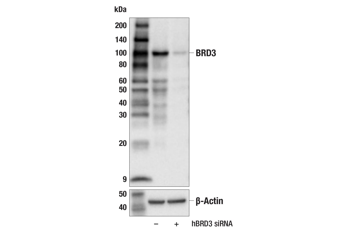 Western Blotting Image 2: BRD3 (E3D5N) Rabbit Monoclonal Antibody