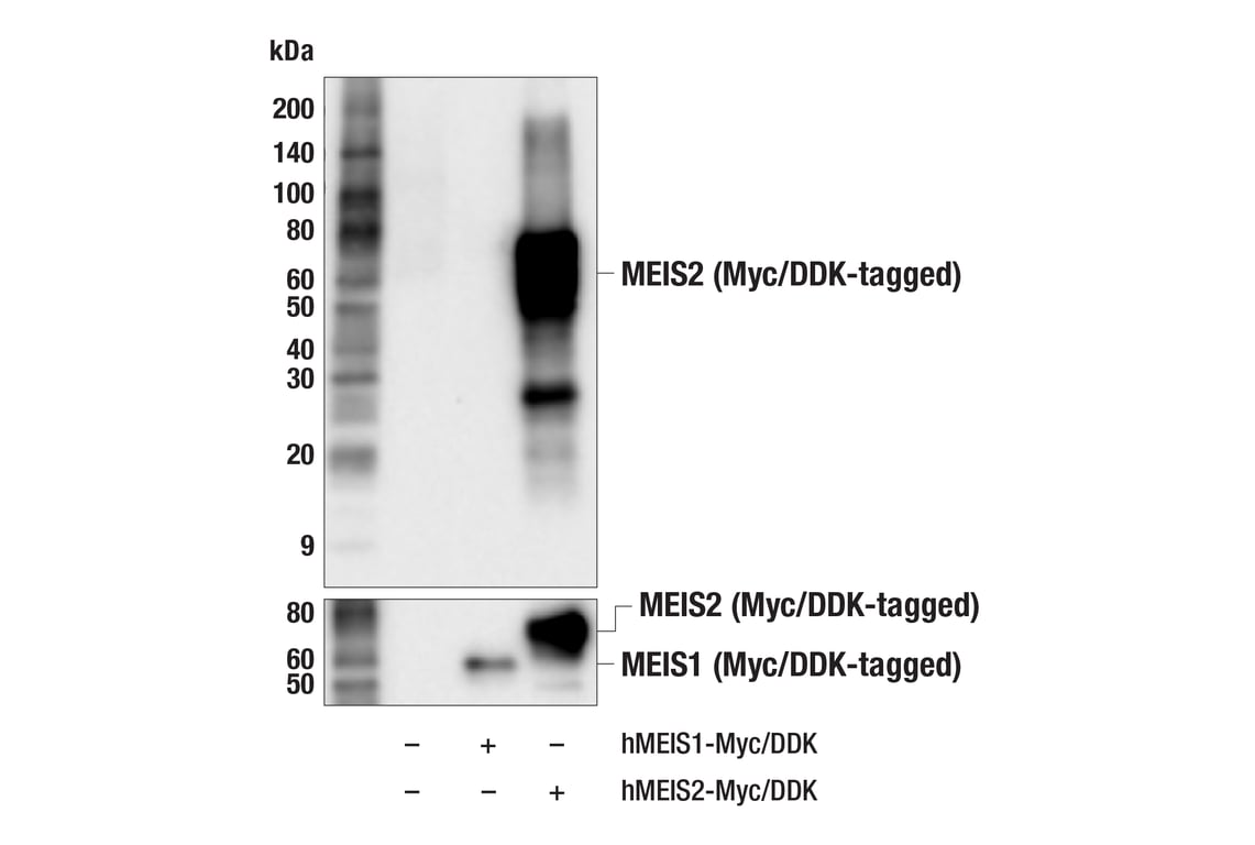 Western Blotting Image 3: MEIS2 (F9I5S) Rabbit Monoclonal Antibody