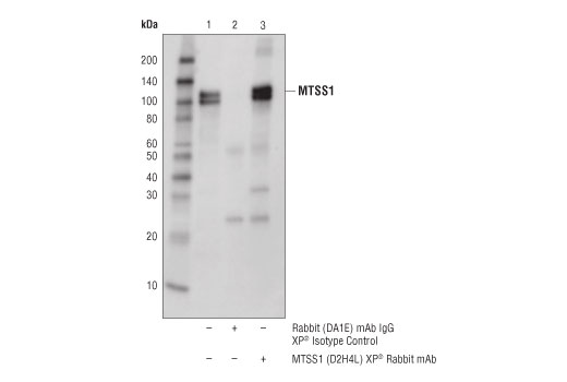 Immunoprecipitation Image 1: MTSS1 (D2H4L) Rabbit Monoclonal Antibody