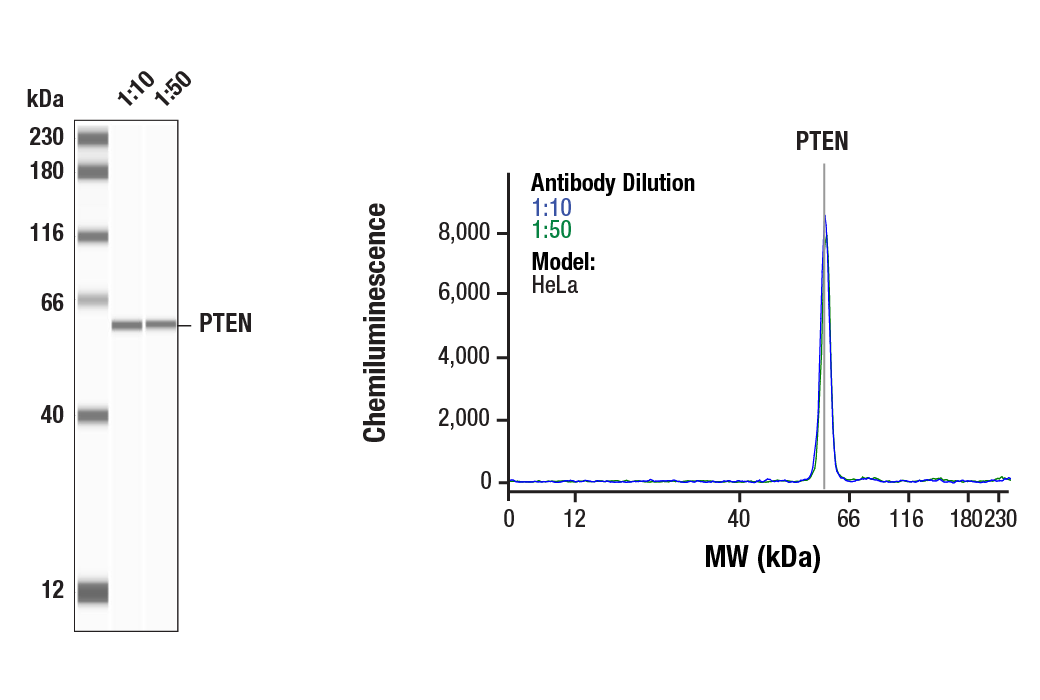 Western Blotting Image 1: PTEN (D4.3) Rabbit Monoclonal Antibody