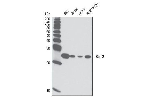 undefined Image 14: Pro-Survival Bcl-2 Family Antibody Sampler Kit II