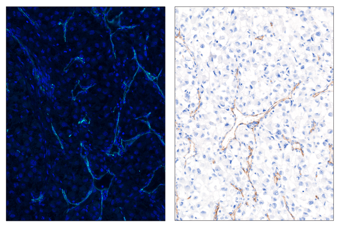 Immunohistochemistry Image 4: Prostate Specific Membrane Antigen (D7I8E) & CO-0152-488 SignalStar<sup>™</sup> Oligo-Antibody Pair