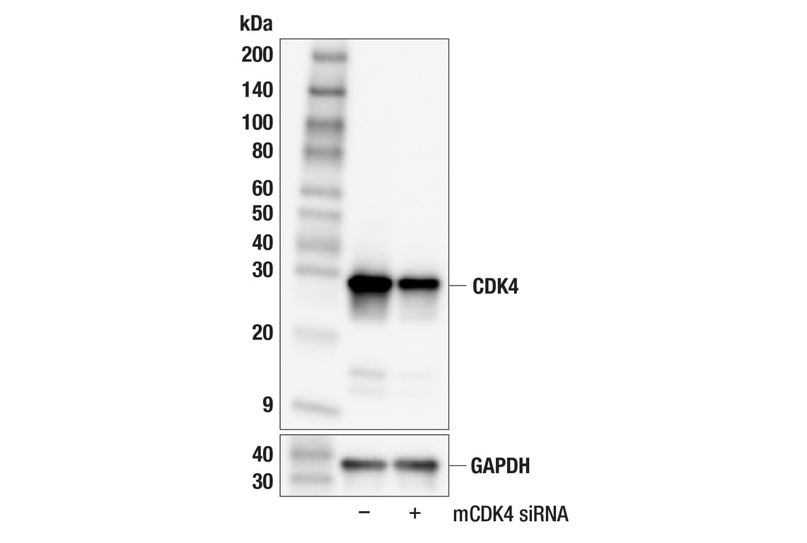 Western Blotting Image 2: CDK4 (F8L5F) Rabbit Monoclonal Antibody