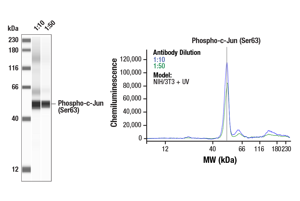 Western Blotting Image 1: Phospho-c-Jun (Ser63) II Antibody