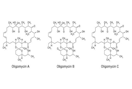 undefined Image 2: Oligomycin