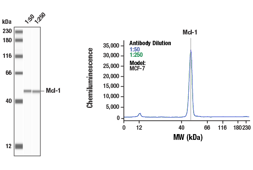 Western Blotting Image 1: Mcl-1 (D2W9E) Rabbit Monoclonal Antibody