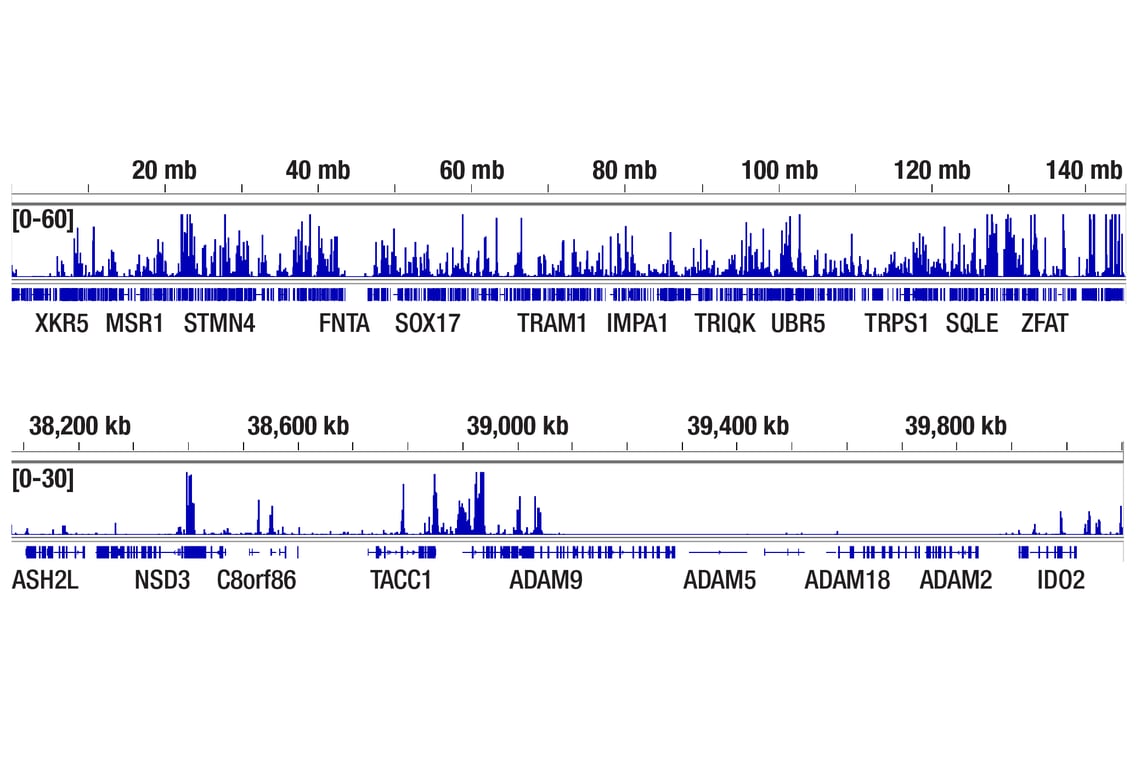 CUT & Tag Image 2: Mono-Methyl-Histone H3 (Lys4) (D1A9) Rabbit Monoclonal Antibody