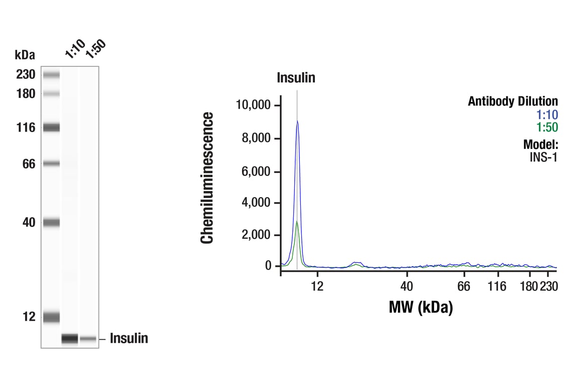 Western Blotting Image 1: Insulin (C27C9) Rabbit mAb