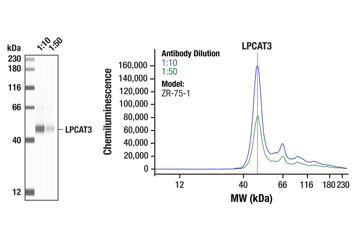 Western Blotting Image 1: LPCAT3 (E5G9P) Rabbit Monoclonal Antibody