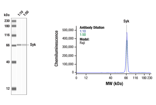 Syk (D3Z1E) XP® Rabbit mAb | Cell Signaling Technology