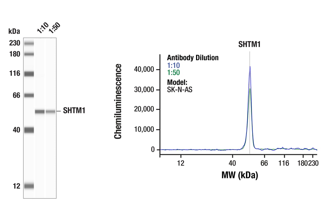 Western Blotting Image 1: SHMT1 (F5Q3S) Rabbit Monoclonal Antibody