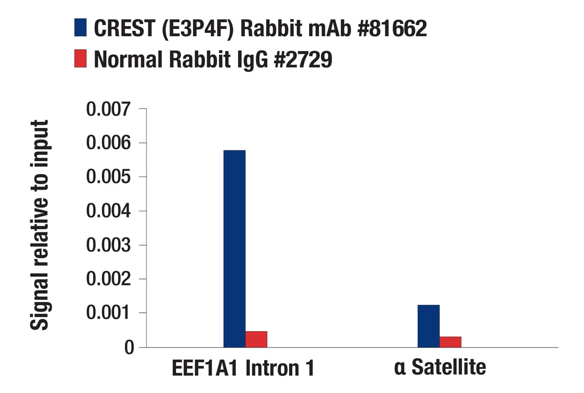 Chromatin Immunoprecipitation Image 1: CREST (E3P4F) Rabbit Monoclonal Antibody