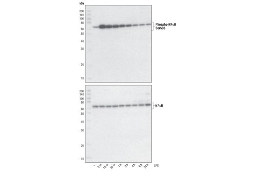 Western Blotting Image 2: Phospho-NF-kappaB p65 (Ser536) (93H1) Rabbit Monoclonal Antibody