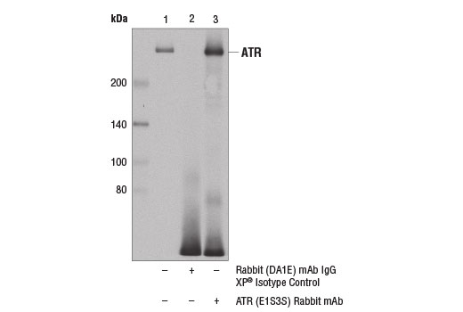 Immunoprecipitation Image 1: ATR (E1S3S) Rabbit Monoclonal Antibody