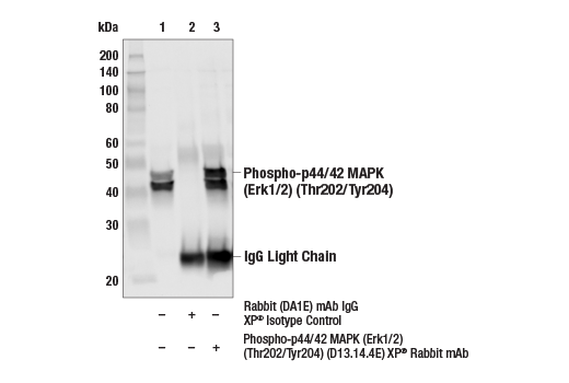 undefined Image 49: ALK Activation Antibody Sampler Kit