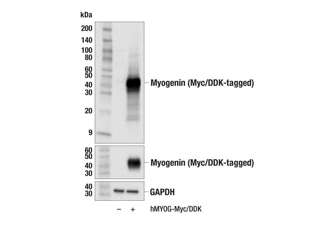 Western Blotting Image 2: Myogenin (E9A1S) Rabbit Monoclonal Antibody