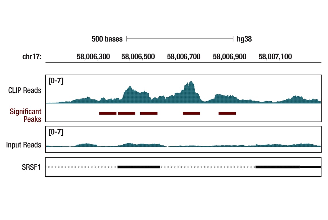eCLIP Image 1: SFPQ (E9A7B) Rabbit Monoclonal Antibody