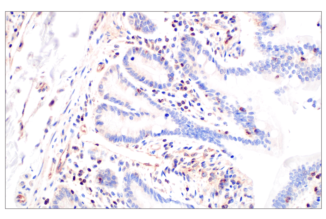 Immunohistochemistry Image 5: WNK1 (F1O3U) Rabbit Monoclonal Antibody