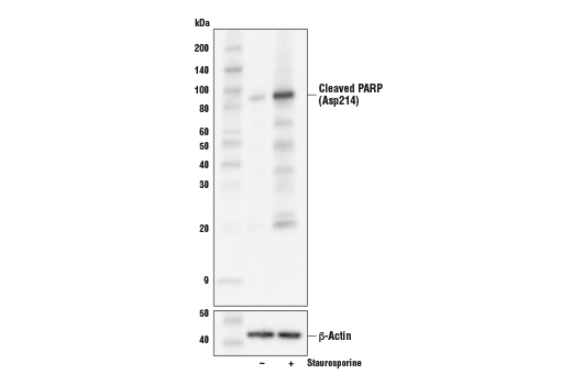 Western Blotting Image 2: Cleaved PARP (Asp214) (D6X6X) Rabbit Monoclonal Antibody (BSA and Azide Free)