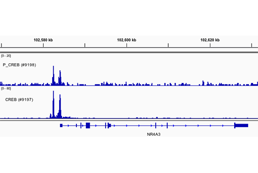 Chromatin Immunoprecipitation Image 1: Phospho-CREB (Ser133) (87G3) Rabbit Monoclonal Antibody