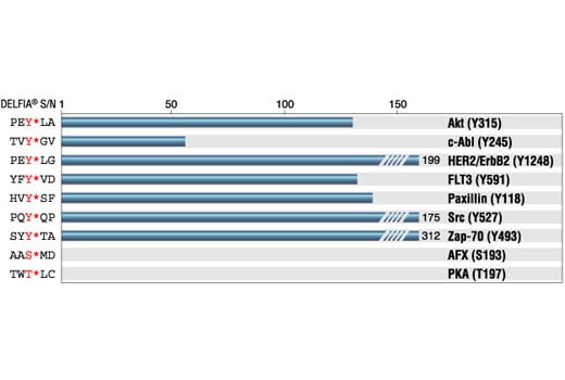 E Image 1: Phospho-Tyrosine Mouse Monoclonal Antibody (P-Tyr-100) (BSA and Azide Free)