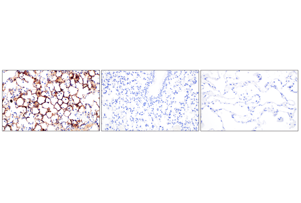 Influenza A Nucleoprotein (NP) (F8L6X) Rabbit Monoclonal Antibody