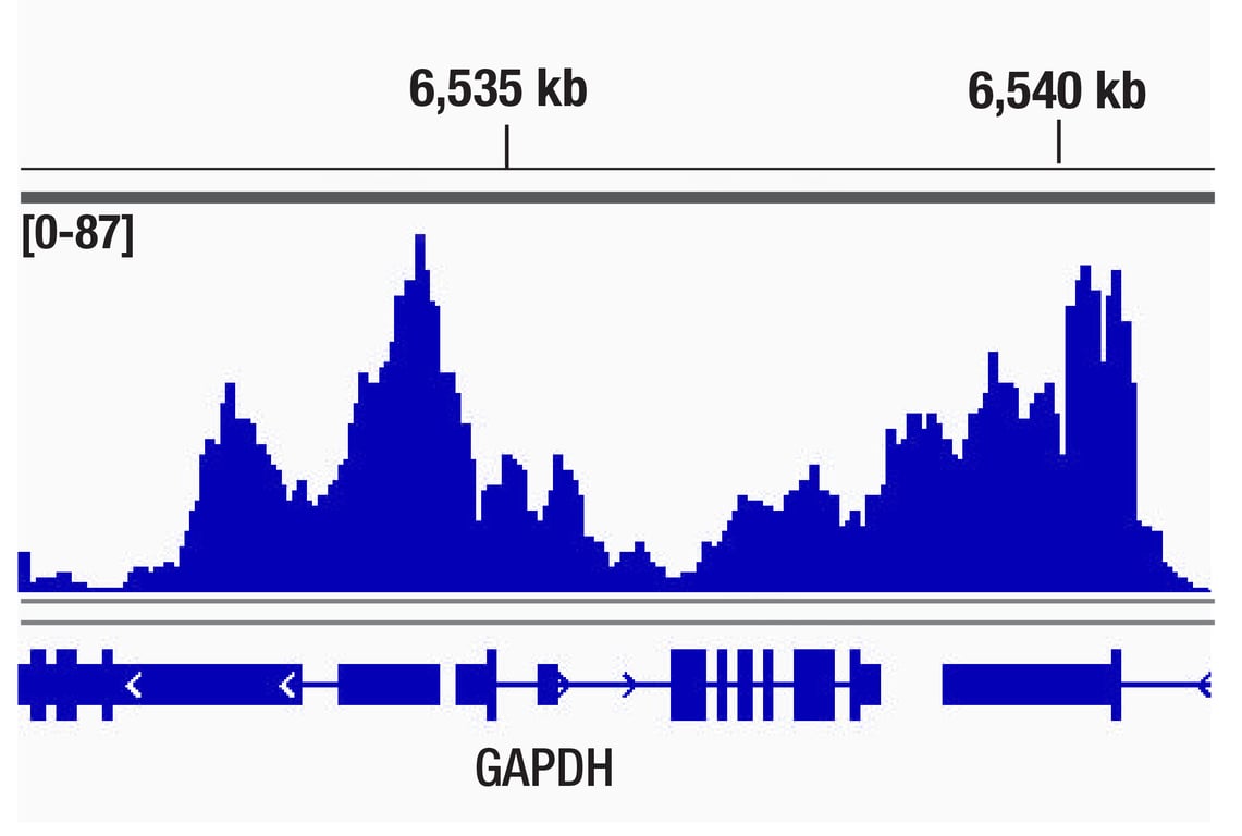 CUT & Tag Image 1: SPT6 (D6J9H) Rabbit Monoclonal Antibody
