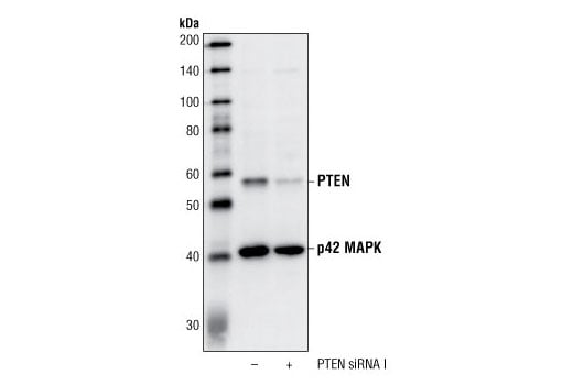 Western Blotting Image 1: PTEN (138G6) Rabbit mAb (Biotinylated)