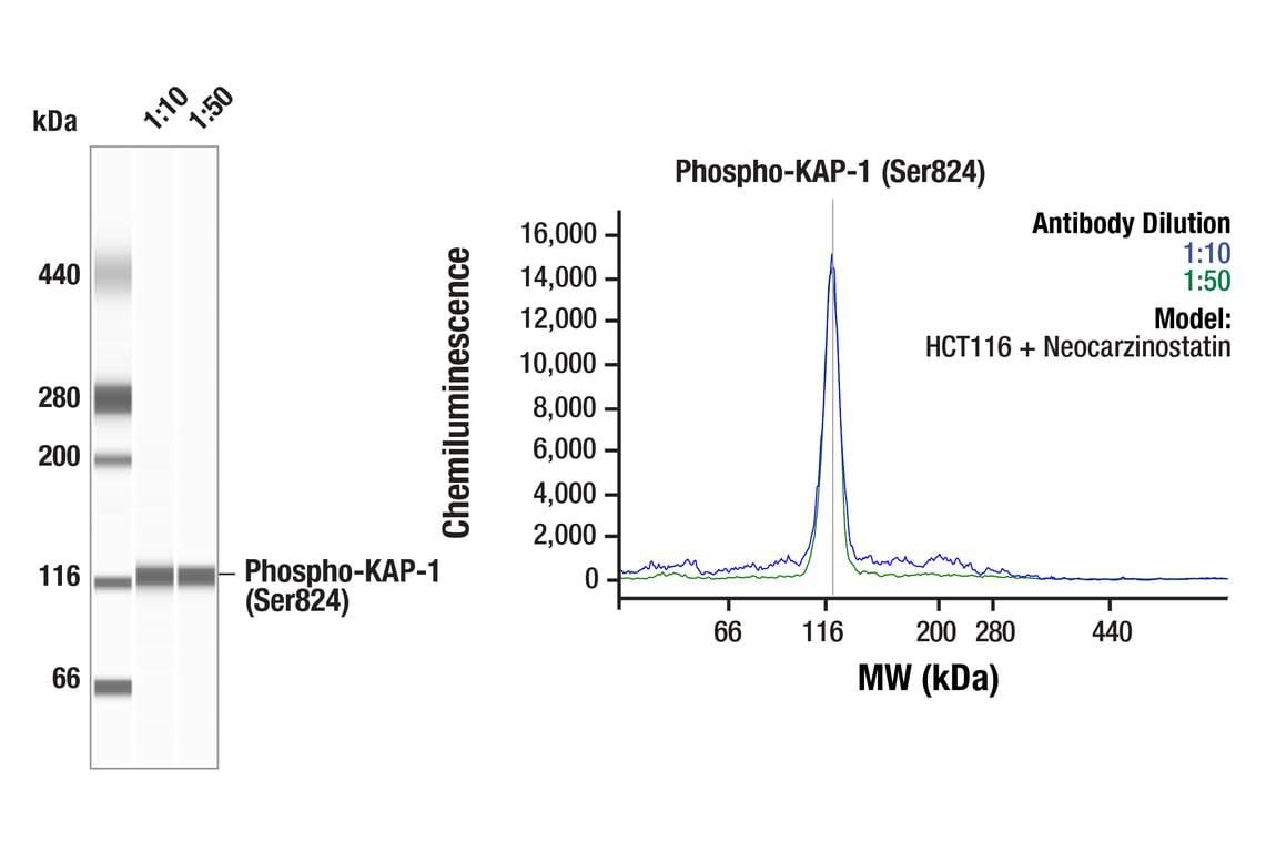 Western Blotting Image 1: Phospho-KAP-1 (Ser824) (F7D9Q) Rabbit Monoclonal Antibody