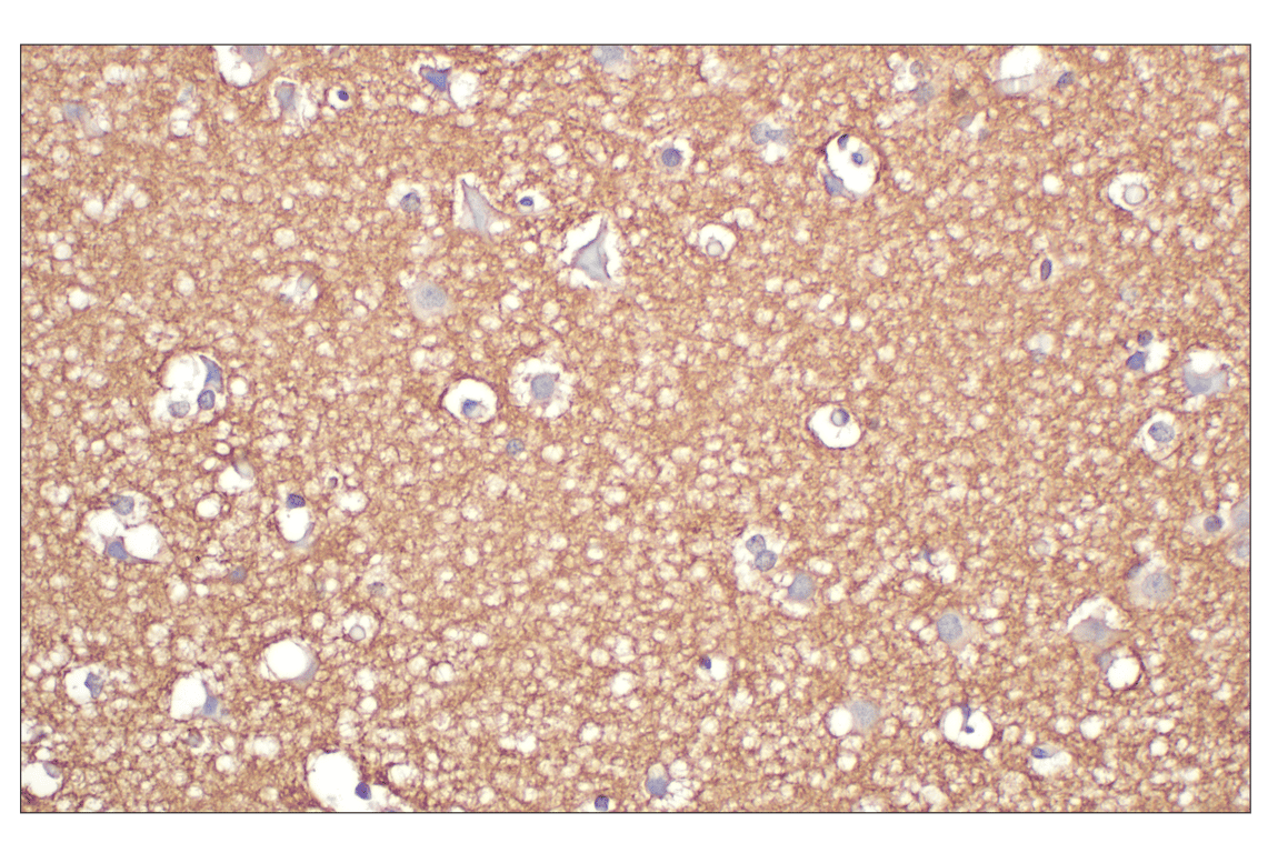 Immunohistochemistry Image 3: GAP43 (E6L2W) Mouse Monoclonal Antibody