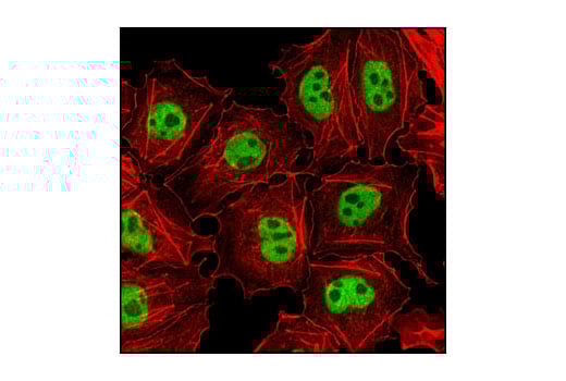 Immunofluorescence Image 1: Oct-4A (C52G3) Rabbit Monoclonal Antibody