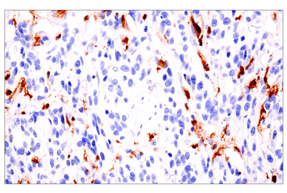 Immunohistochemistry Image 3: p47phox (F3Y6C) Rabbit Monoclonal Antibody