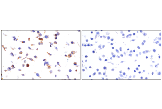 Immunohistochemistry Image 7: IGFBP3 (E6C2E) Rabbit Monoclonal Antibody