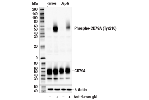 undefined Image 2: Goat Anti-Human IgM, F(ab')<sub>2</sub> Antibody (Low Endotoxin, Azide-free)
