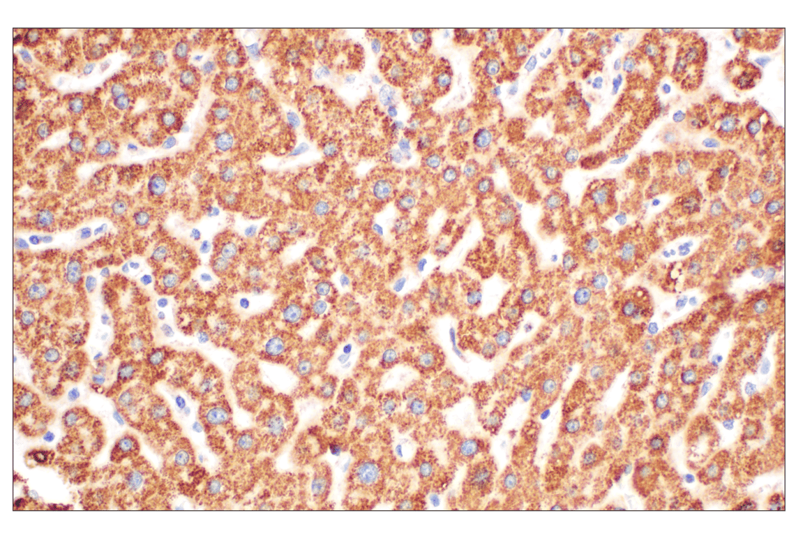 Immunohistochemistry Image 3: GOT2 (F4P3R) Rabbit Monoclonal Antibody (BSA and Azide Free)