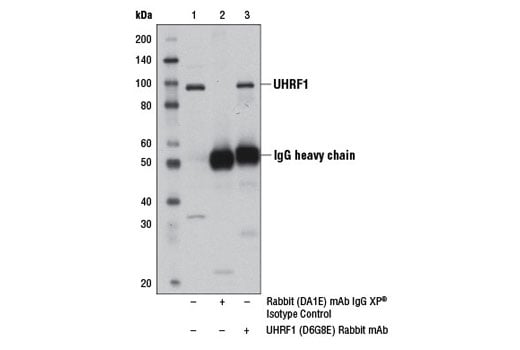 Immunoprecipitation Image 1: UHRF1 (D6G8E) Rabbit Monoclonal Antibody