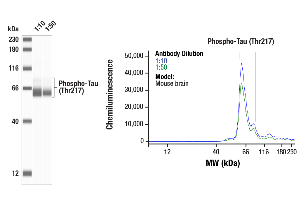 undefined Image 57: Phospho-Tau (Ser214/T217) Signaling Antibody Sampler Kit