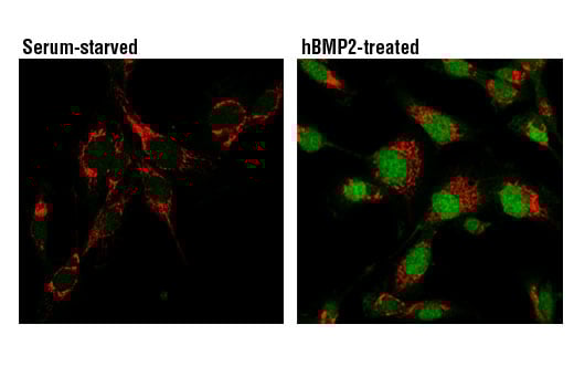 Immunofluorescence Image 1: Phospho-SMAD1/5 (Ser463/465) (41D10) Rabbit Monoclonal Antibody (BSA and Azide Free)