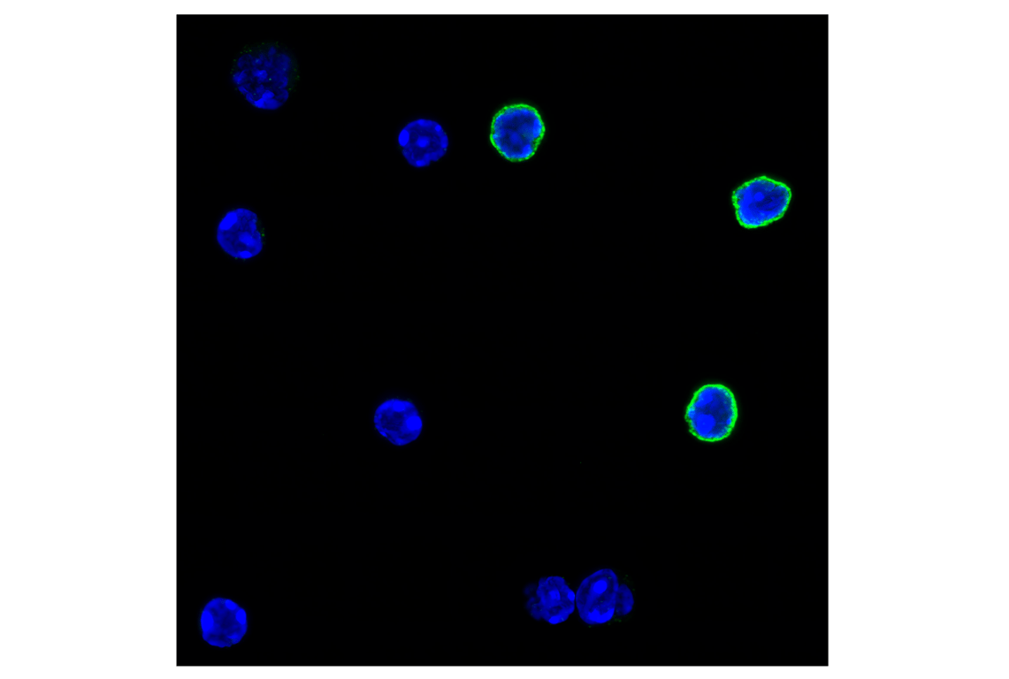 Immunofluorescence Image 1: CD27 (F3R2V) Rabbit Monoclonal Antibody