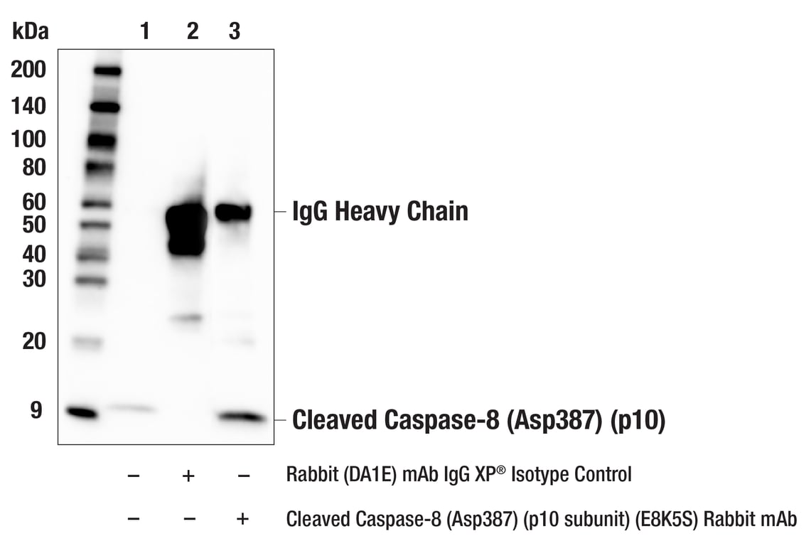 Immunoprecipitation Image 1: Cleaved Caspase-8 (Asp387) (p10 subunit) (E8K5S) Rabbit Monoclonal Antibody
