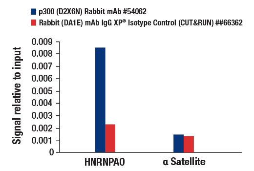 CUT & RUN Image 3: p300 (D2X6N) Rabbit Monoclonal Antibody